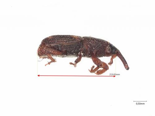 Réf. 318 363 : Sitophilus sp.